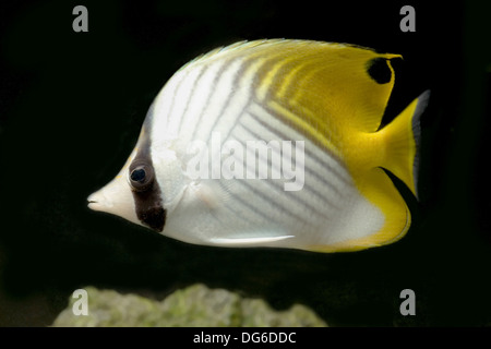 Threadfin butterflyfish, chaetodon auriga Foto Stock