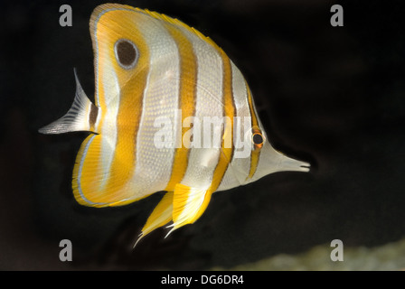Copperband butterflyfish, chelmon rostratus Foto Stock