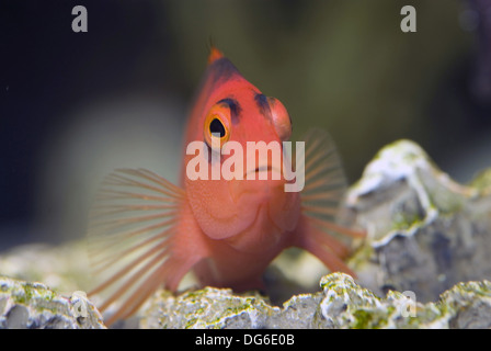 Fiamma, hawkfish neocirrhites armatus Foto Stock