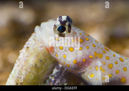 Avvistato boreale-ghiozzo, amblyeleotris guttata Foto Stock