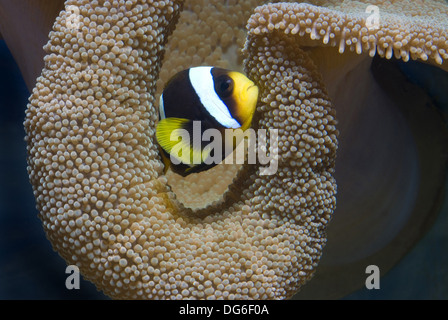 Maurizio, anemonefish amphiprion chrysogaster Foto Stock