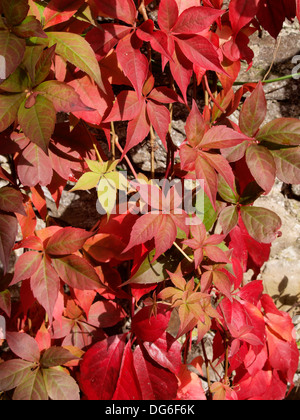 Foglie di autunno di Virginia superriduttore, REGNO UNITO Foto Stock