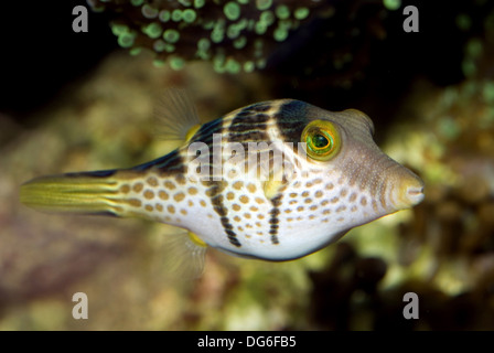 La valentinni sharpnose puffer, canthigaster valentini Foto Stock