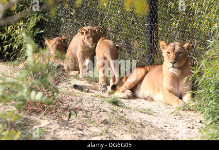 Leonessa maturo con i tre giovani lion cubs (Panthera leo) in impostazione zoo Foto Stock