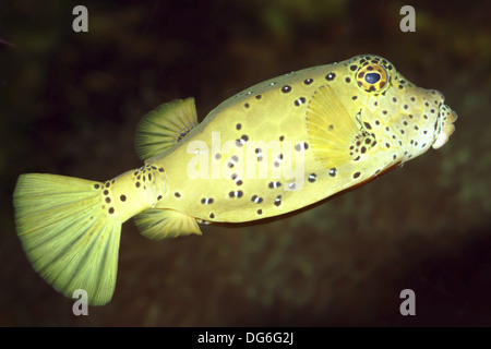 Giallo, boxfish ostracion cubicus, capretti Foto Stock