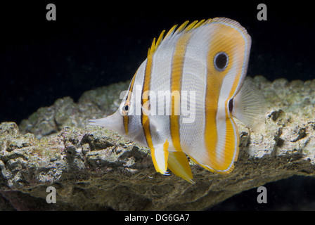 Copperband butterflyfish, chelmon rostratus Foto Stock