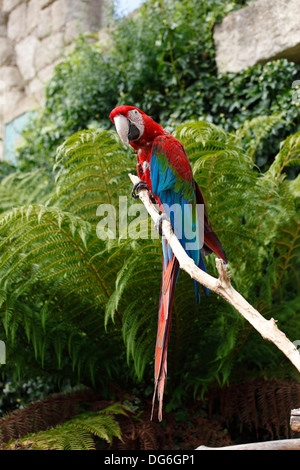 Captive Scarlet Macaw Zoo, Isle of Wight, Hampshire, Inghilterra Foto Stock