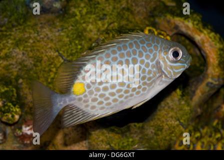 Arancio-spotted spinefoot, siganus guttatus Foto Stock