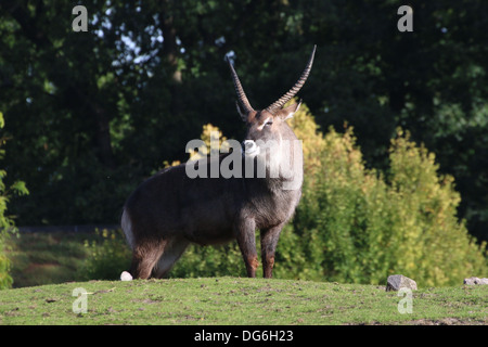 Voce maschile defassa waterbuck (Kobus ellipsiprymnus defassa) Foto Stock