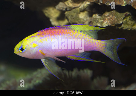 Hawaiian fairy basslet, Hawaiian fairy basslets, Hawaiian longfin anthias, pseudanthias ventralis hawaiiensis Foto Stock