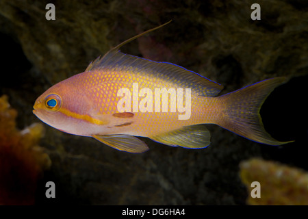 Gioiello lyretail anthia, pseudanthias squamipinnis Foto Stock
