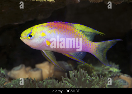 Hawaiian fairy basslet, Hawaiian fairy basslets, Hawaiian longfin anthias, pseudanthias ventralis hawaiiensis Foto Stock