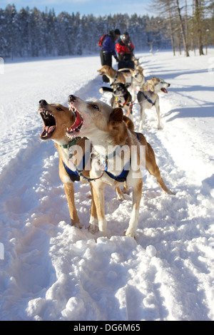 Huskies corteccia, tirando una slitta trainata da cani nei pressi di Ylläs, Finlandia. Foto Stock