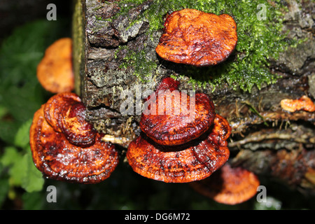 Il rossore staffa confragosa Daedaleopsis Foto Stock