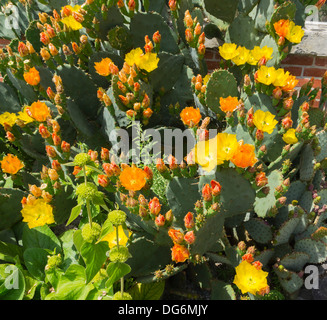 Francia, Midi-Pirenei - Tarbes. Le Jardin Massey, parco pubblico. Fiori di cactus. Foto Stock