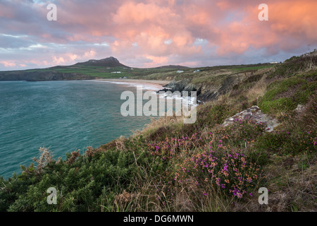 Whitesands Bay vicino a St.Davids in Pembrokeshire su un umido e ventoso pomeriggio autunnale, Heather in piena fioritura lungo le scogliere Foto Stock