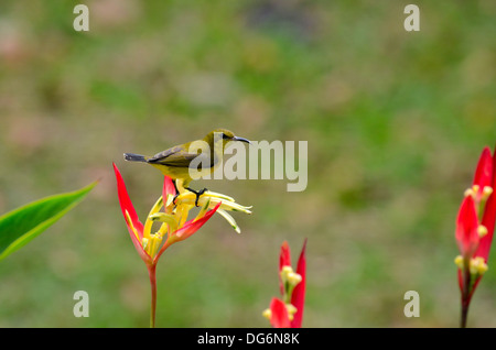 Oliva femmina Backed Sunbird siede sulla pianta Heliconia Foto Stock