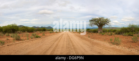 Baobab nel Koakoland nel nord della Namibia Foto Stock