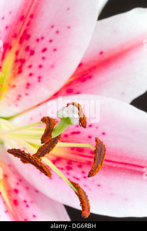 Chiudere l immagine di rosa e giglio bianco Foto Stock