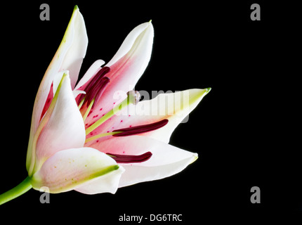 Chiudere l immagine della parte aperto rosa e bianco fiore di giglio Foto Stock