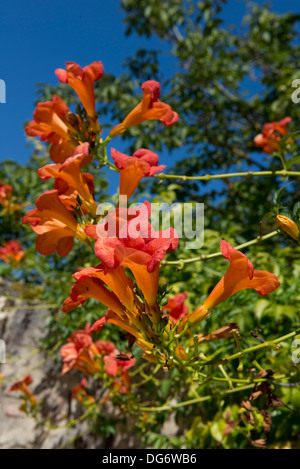 Tromba superriduttore, Campsis radicans, fioritura in un giardino alla francese Foto Stock