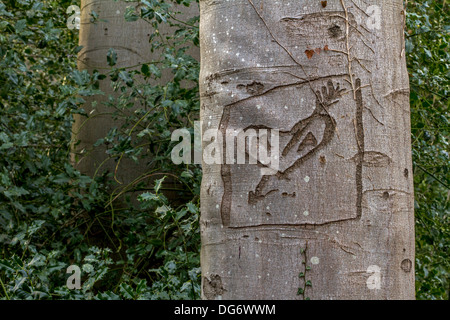 Europea di faggio (Fagus sylvatica) tree con amore cuore graffiti incisi nella sua corteccia in posizione di parcheggio Foto Stock