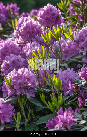 Fioritura di rododendro Comune / rododendro del Mar Nero (Rhododendron ponticum) mostra fiori viola Foto Stock