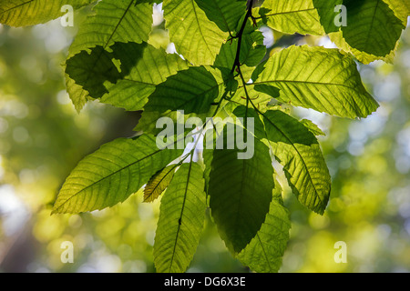 Sweet Chestnut / marron tree (Castanea sativa) foglie in primavera Foto Stock