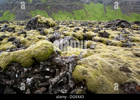 Moss coperto i campi di lava - penisola di Reykjanes, Southwest Islanda Foto Stock