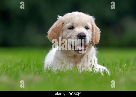 Golden Retriever (Canis lupus familiaris) pup giacente sul prato in giardino Foto Stock