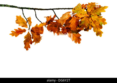 Ramo di quercia a secco con foglie di giallo su sfondo bianco Foto Stock