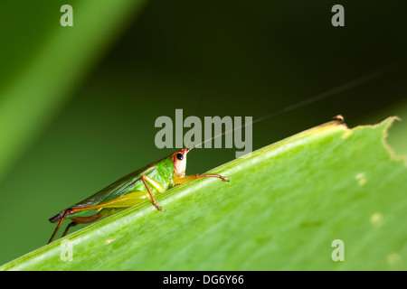 Cricket / Grasshopper specie - il cavatappi palude Santuario - Naples, Florida Foto Stock