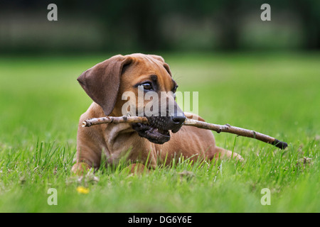 Ridgeback rhodesiano / African Lion Hound (Canis lupus familiaris) pup giocando con il ramoscello in giardino Foto Stock