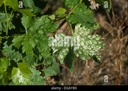 Blister di grapevina, Eriophitis, blister bianchi danneggiati sulla superficie inferiore delle foglie di vite in Francia Foto Stock