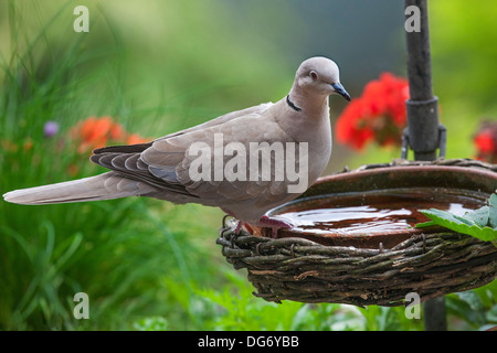 Eurasian Colomba a collare (Streptopelia decaocto) acqua potabile da bird bath in giardino Foto Stock
