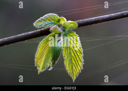 Comune di nocciolo (Corylus avellana) ramo con foglie emergenti in primavera Foto Stock