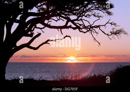 Alba da Driftwood Beach - Jekyll Island, Georgia USA Foto Stock