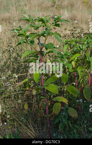 American pokeweed, phytolacca americana, fioritura e impianto di semina Foto Stock