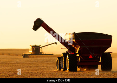 Un Case IH mietitrebbia raccolti i semi di soia Foto Stock
