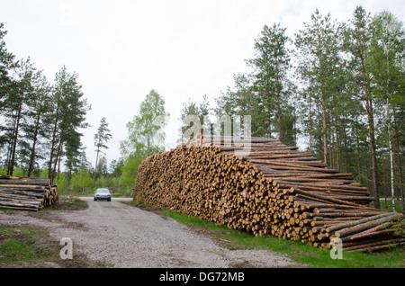Pile di legname Foto Stock