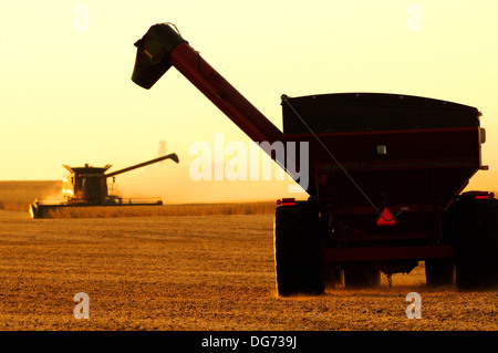 Un Case IH mietitrebbia raccolti i semi di soia Foto Stock