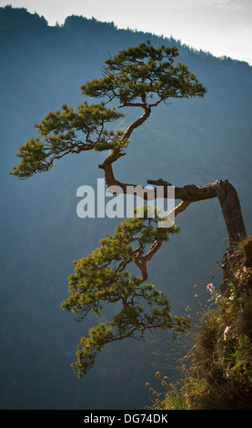 Rami ritorti di pino da solo sulla cima di una scogliera Sokolica sopra gola del fiume Dunajec. Pieniny mountains, Polonia meridionale. Foto Stock
