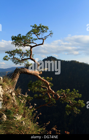 Rami ritorti di pino da solo sulla cima di una scogliera Sokolica sopra gola del fiume Dunajec. Pieniny mountains, Polonia meridionale. Foto Stock