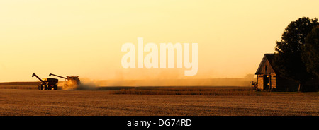 Un Case IH mietitrebbia raccolti i semi di soia Foto Stock