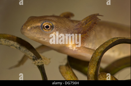 Liscia o tritone comune tadpole sott'acqua. Preso in un acquario fotografico e restituito al wild illeso Foto Stock