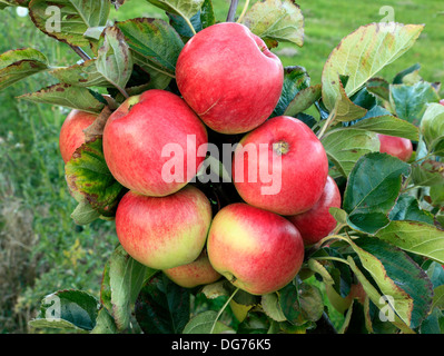 Apple 'Monarch', malus domestica, varietà culinaria mele varietà varietà crescente su albero Norfolk Inghilterra Foto Stock