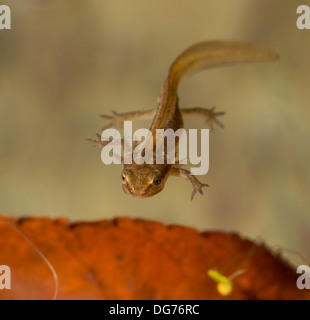 Liscia o tritone comune tadpole nuoto sott'acqua. Preso in un acquario fotografico e restituito al wild illeso Foto Stock