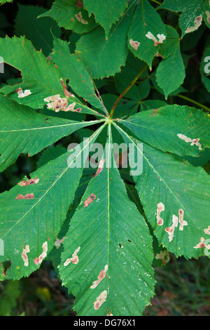 Ippocastano (Aesculus hippocastanum) foglie che presentano segni di leaf miner bug, UK, estate Foto Stock