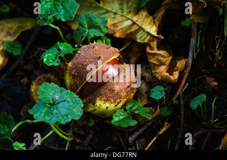 Conkers caduti. Ippocastano, Aesculus hippocastanum. Regno Unito Foto Stock