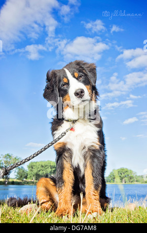 Birdie Il Bovaro del Bernese inclina la testa. Foto Stock